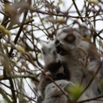 Dieren en natuur Dieren en natuur