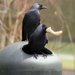Dieren en natuur Dieren en natuur
