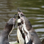 Dieren en natuur Dieren en natuur
