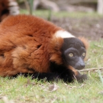 Dieren en natuur Dieren en natuur