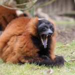 Dieren en natuur Dieren en natuur