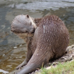 Dieren en natuur Dieren en natuur