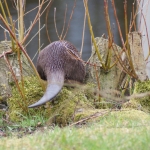 Dieren en natuur Dieren en natuur