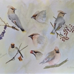 Pestvogel Pestvogel
