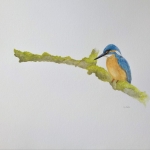IJsvogel IJsvogel