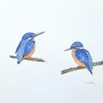 IJsvogel no1 IJsvogel no1