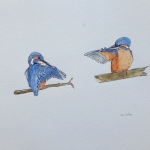 IJsvogel no2 IJsvogel no2
