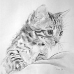 Bengaal kitten Bengaal kitten