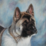 American akita American akita
