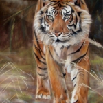 Sumatraanse tijger Sumatraanse tijger