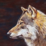 europese grijze wolf europese grijze wolf