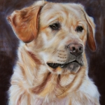 Blonde labrador Blonde labrador