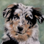 australiain shepherd australiain shepherd