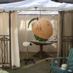 koninklijke appel 2 koninklijke appel 2