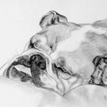 engelse bulldog engelse bulldog