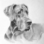 kopstudie deense dog kopstudie deense dog