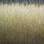Goud. Korenveld Goud. Korenveld