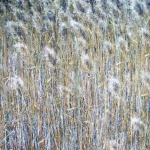 Rietlandschap 3 Rietlandschap 3