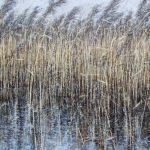 Rietlandschap 4 Rietlandschap 4