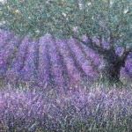 Tussen de lavendel Tussen de lavendel
