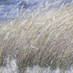 Aan de Noordzee Aan de Noordzee