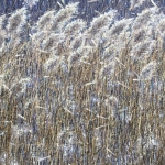 Wuivend riet Wuivend riet