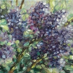 Fleur. Paars. Sirene Fleur. Paars. Sirene