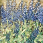 Blauwe druiven Blauwe druiven