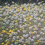 Paardenbloemen Paardenbloemen