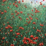 A lot of poppies this summer A lot of poppies this summer