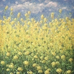 Yellow field Yellow field