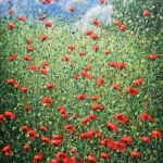 When poppies bloom When poppies bloom