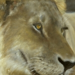 jonge mannetjes leeuw