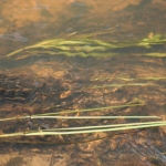 Rivier, fragmenten. Rivier, fragmenten.