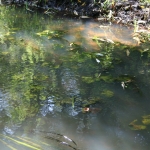 Rivier, fragmenten. Rivier, fragmenten.
