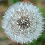 Paardenbloem Paardenbloem