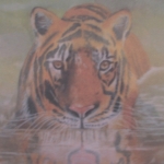 Tijger Tijger