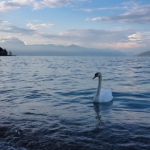evening swan