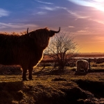 Schotse Hooglander Schotse Hooglander