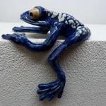 Blauwe pijlgifkikker R Blauwe pijlgifkikker R