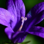 Kleine paarse bloemetje Kleine paarse bloemetje