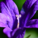 Een kleinem bloemetje Een kleinem bloemetje