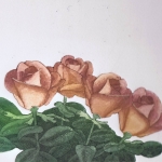 bosje rozen bosje rozen
