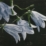 Klokjesbloemen Klokjesbloemen