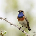 Blauwborst Blauwborst