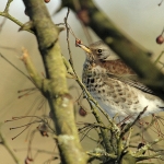 Kramsvogel Kramsvogel