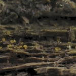 Wasbekertje spec Wasbekertje spec