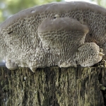 Witte bultzwam (onderzijde) Witte bultzwam (onderzijde)