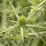 Kruisdistel Kruisdistel