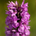 Gevlekte rietorchis Gevlekte rietorchis